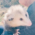 CitizenPossum's Avatar