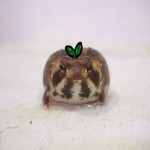 MeepFell's Avatar